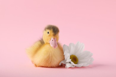 Photo of Baby animal. Cute fluffy duckling near flower on pink background