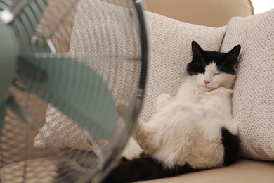 Photo of Cute fluffy cat enjoying air flow from fan on sofa indoors. Summer heat