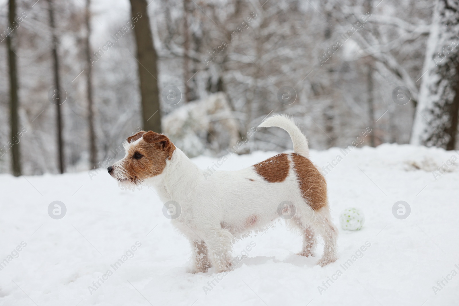Photo of Cute Jack Russell Terrier on snow in park