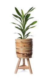 Photo of Beautiful dracaena plant in wooden pot on white background. House decor