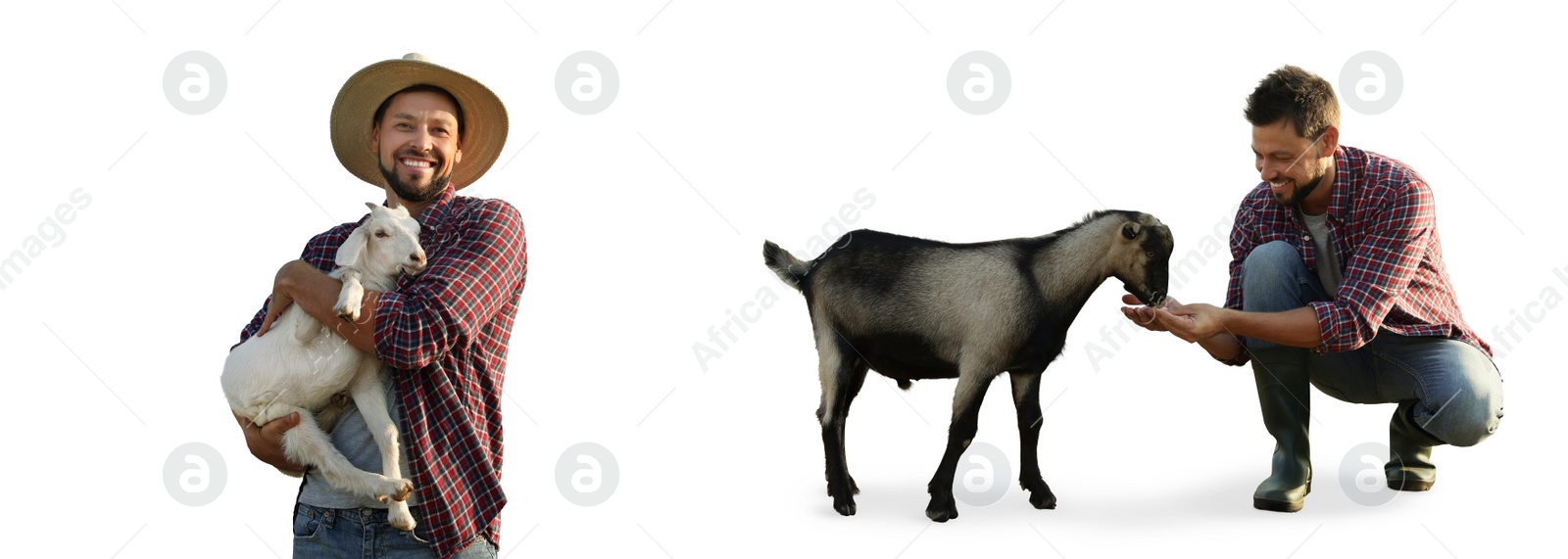 Image of Man and cute domestic goats on white background, collage. Banner design