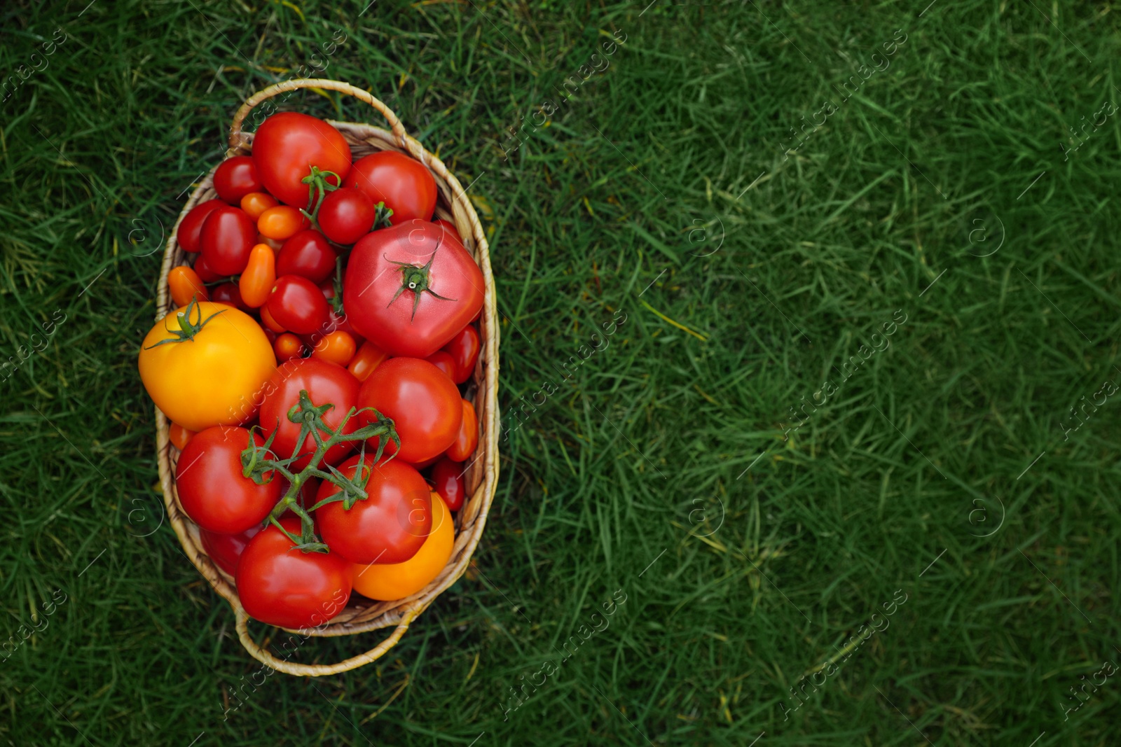 Photo of Wicker basket with fresh tomatoes on green grass outdoors. Space for text