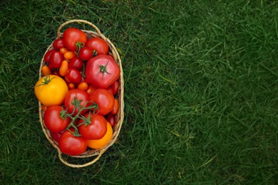 Wicker basket with fresh tomatoes on green grass outdoors. Space for text