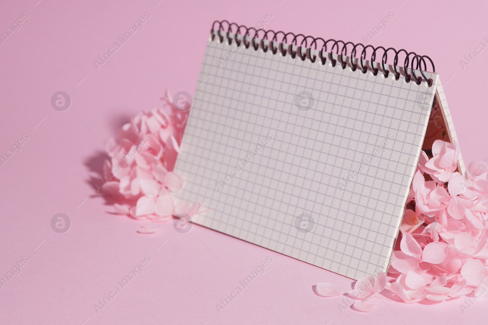 Photo of Beautiful hortensia flowers and notebook on pink background. Space for text