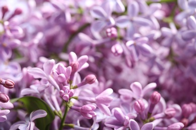 Photo of Beautiful blossoming lilac as background, closeup. Spring flowers