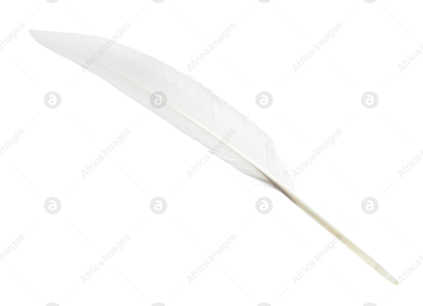 Photo of Beautiful white bird feather isolated on white