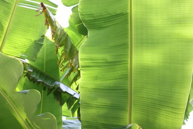 Photo of Beautiful green palm tree leaves outdoors, closeup