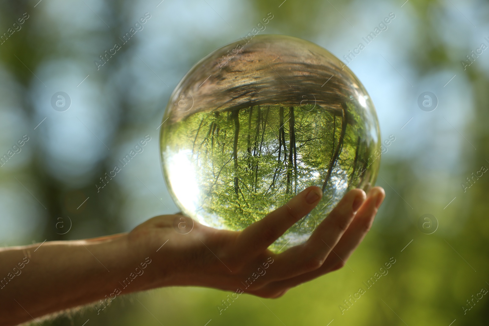 Photo of Green trees outdoors, overturned reflection. Man holding crystal ball in forest, closeup