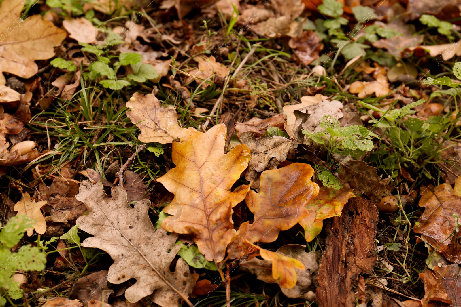 Photo of Fallen autumn leaves on ground after rain