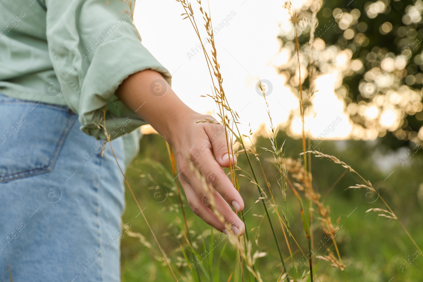 Photo of Woman walking through meadow and touching reed grass outdoors, closeup. Space for text