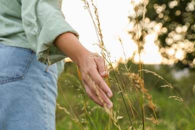 Photo of Woman walking through meadow and touching reed grass outdoors, closeup. Space for text