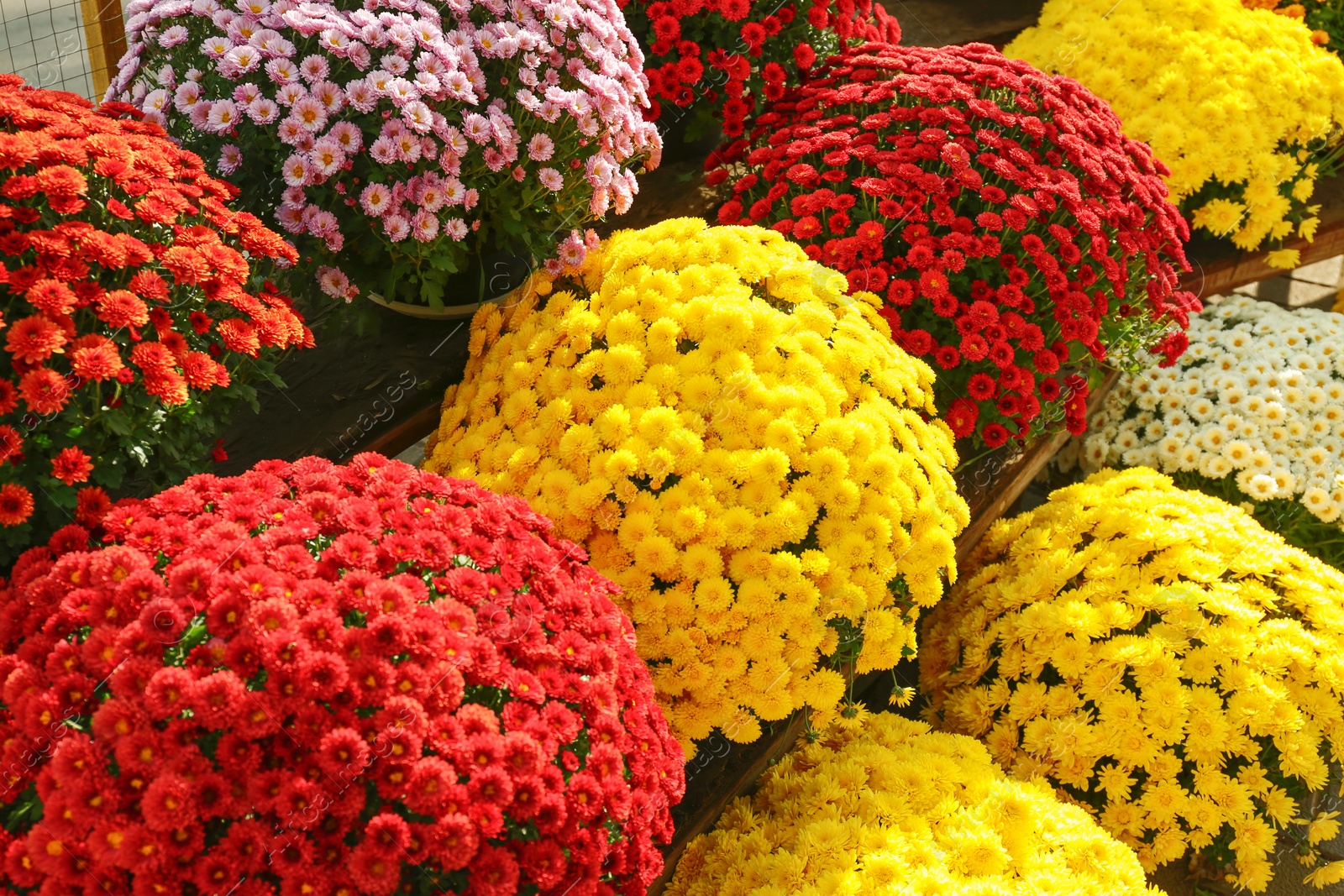 Photo of View of fresh beautiful colorful chrysanthemum flowers