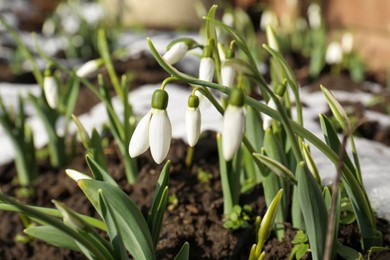 Beautiful blooming snowdrops growing outdoors. Spring flowers