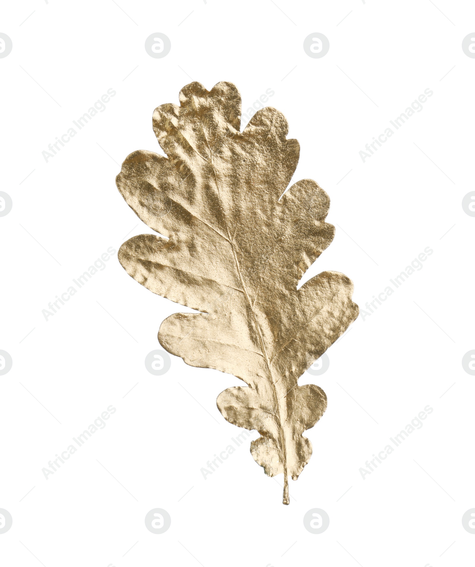 Photo of One golden oak leaf isolated on white. Autumn season