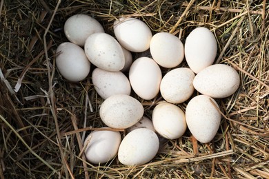 Photo of Pile of white turkey eggs in nest, top view