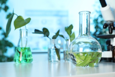 Glass flask with leaves on table in laboratory, space for text. Plant chemistry