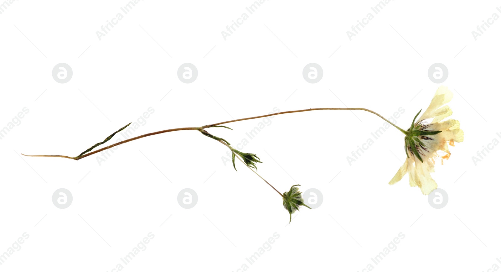 Photo of Dried meadow flowers on white background, top view