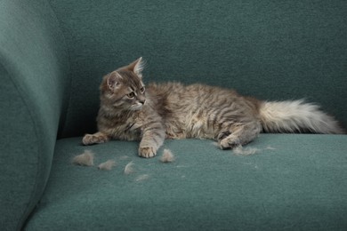 Photo of Pet shedding. Cute cat with lost hair on sofa indoors