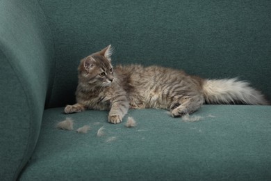 Pet shedding. Cute cat with lost hair on sofa indoors