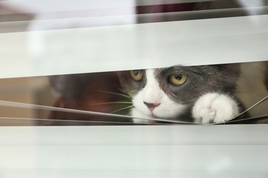 Photo of Cute fluffy cat looking through window blinds, space for text