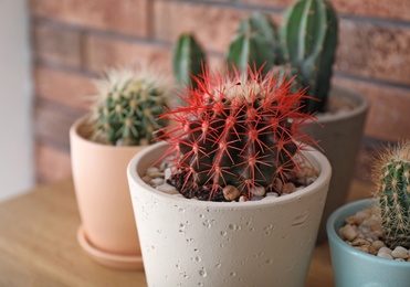 Photo of Beautiful cactus in flowerpot on blurred background