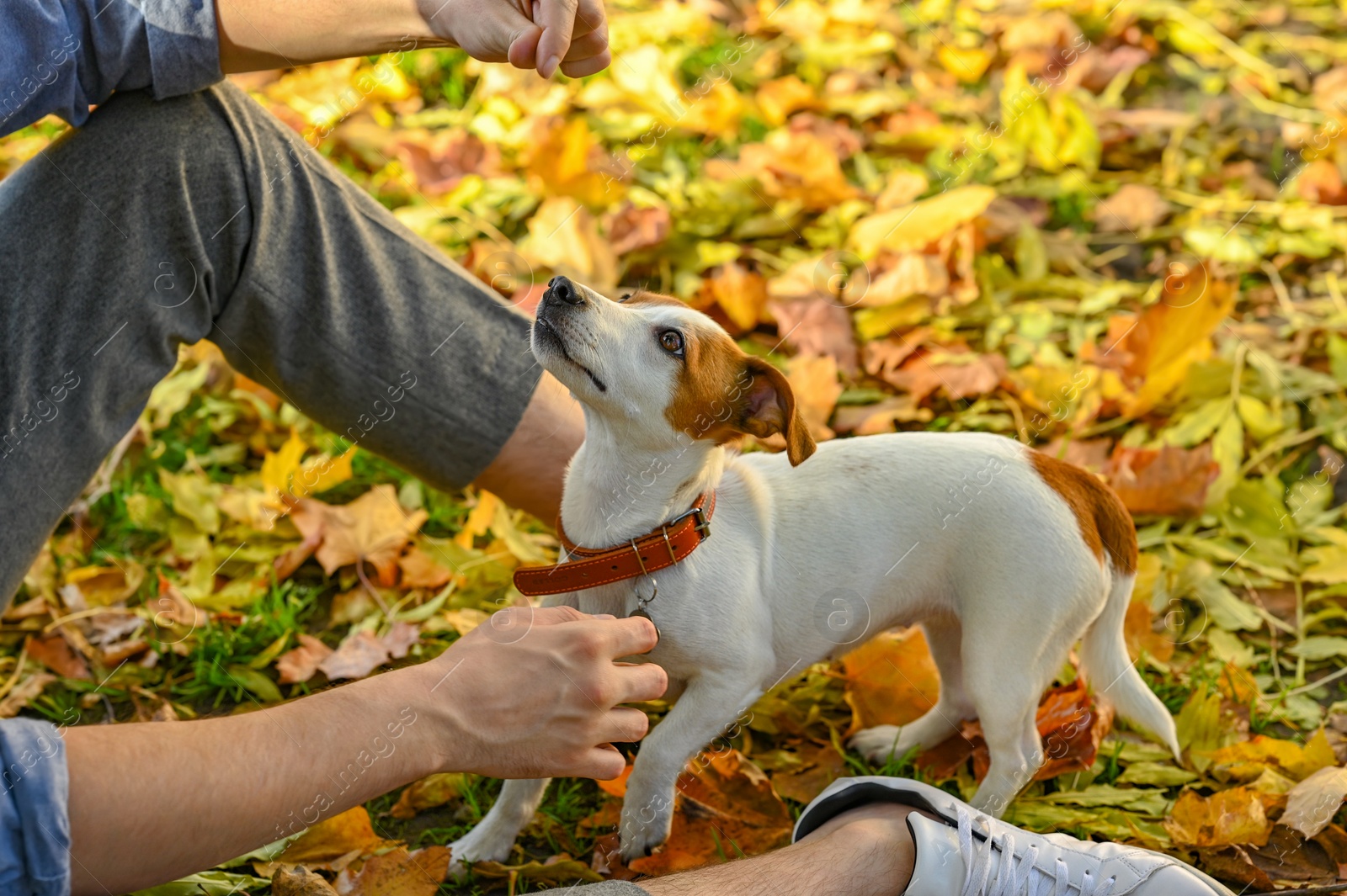 Photo of Man with adorable Jack Russell Terrier in autumn park, closeup. Dog walking