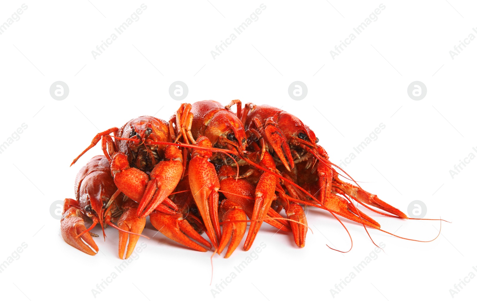 Photo of Delicious red boiled crayfishes isolated on white