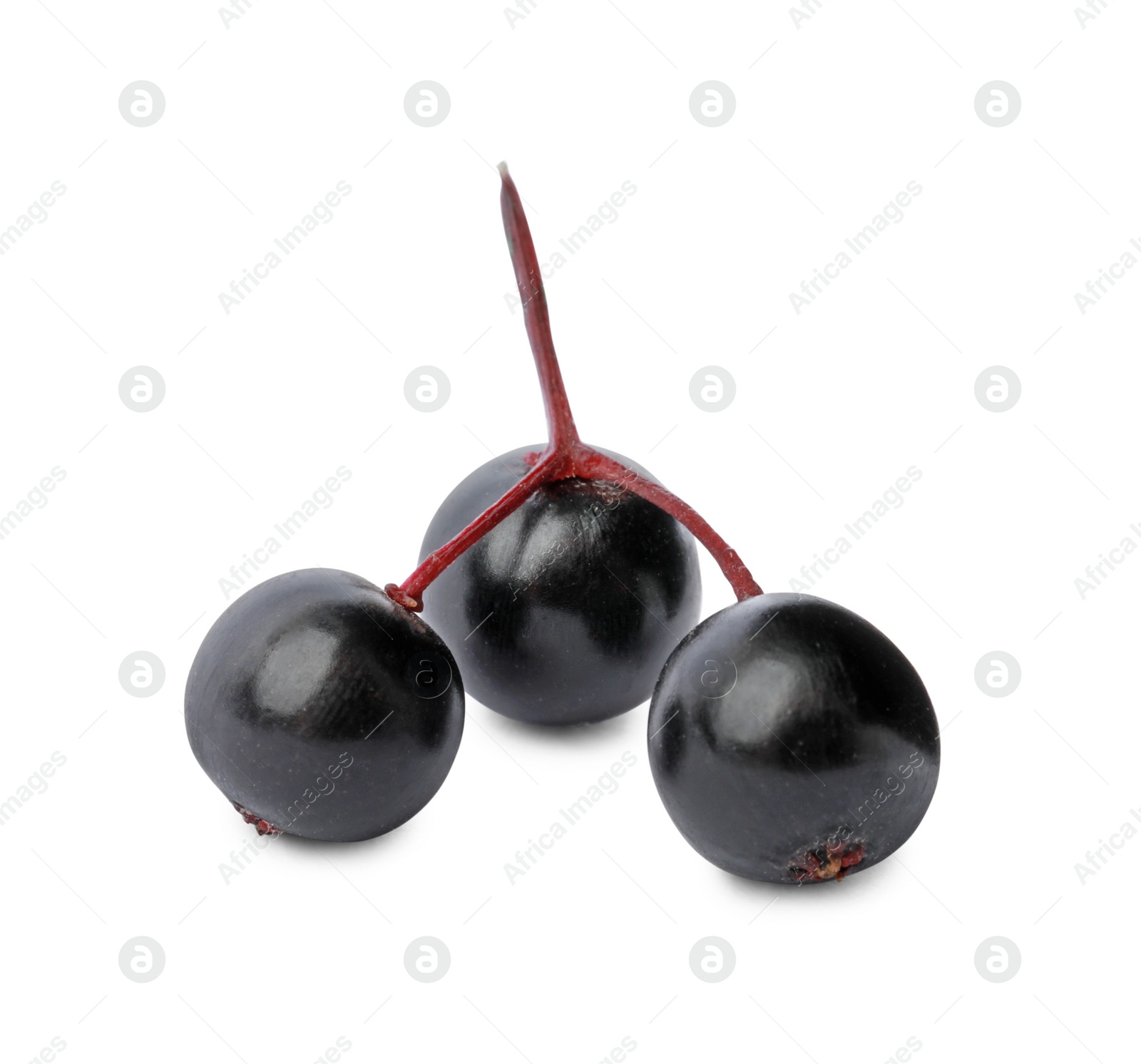 Photo of Delicious ripe black elderberries isolated on white