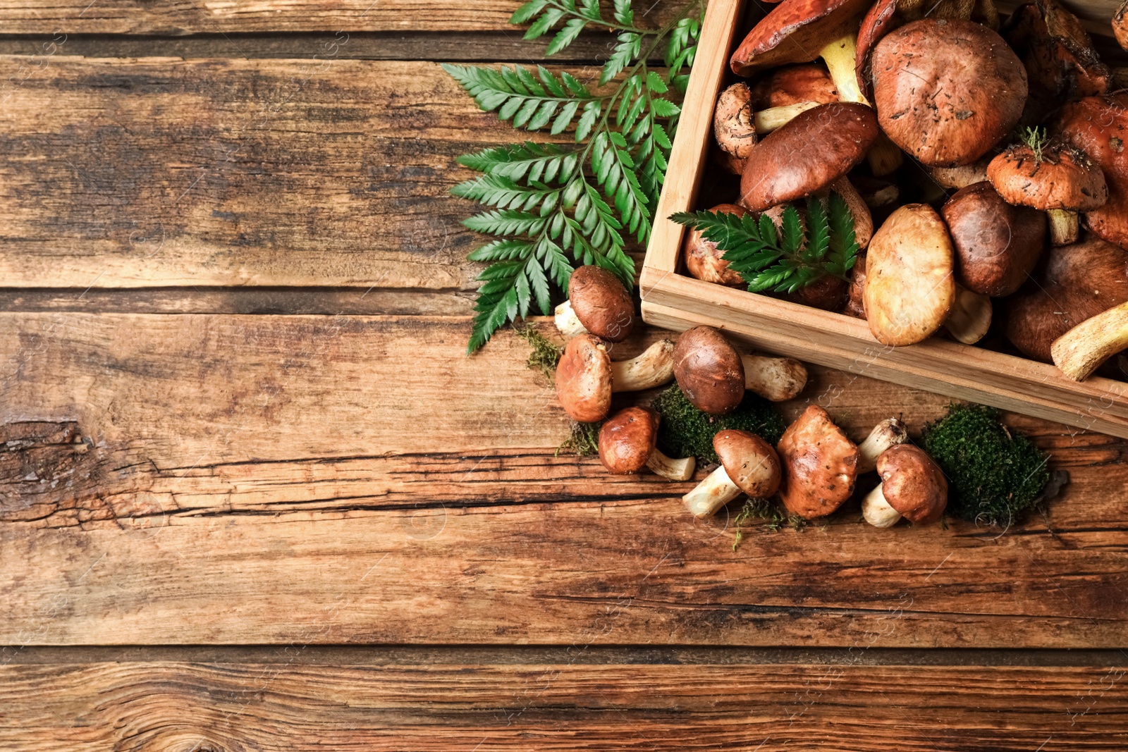 Photo of Fresh wild slippery jack mushrooms on wooden table, flat lay. Space for text