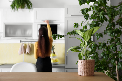 Woman in modern kitchen, focus on green plant. Home decoration