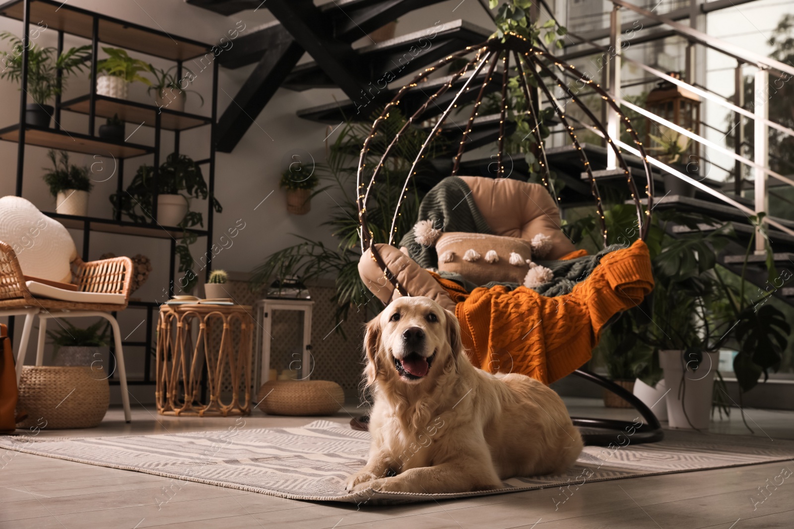 Photo of Beautiful Golden Retriever dog resting near hanging chair on indoor terrace