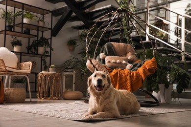 Photo of Beautiful Golden Retriever dog resting near hanging chair on indoor terrace