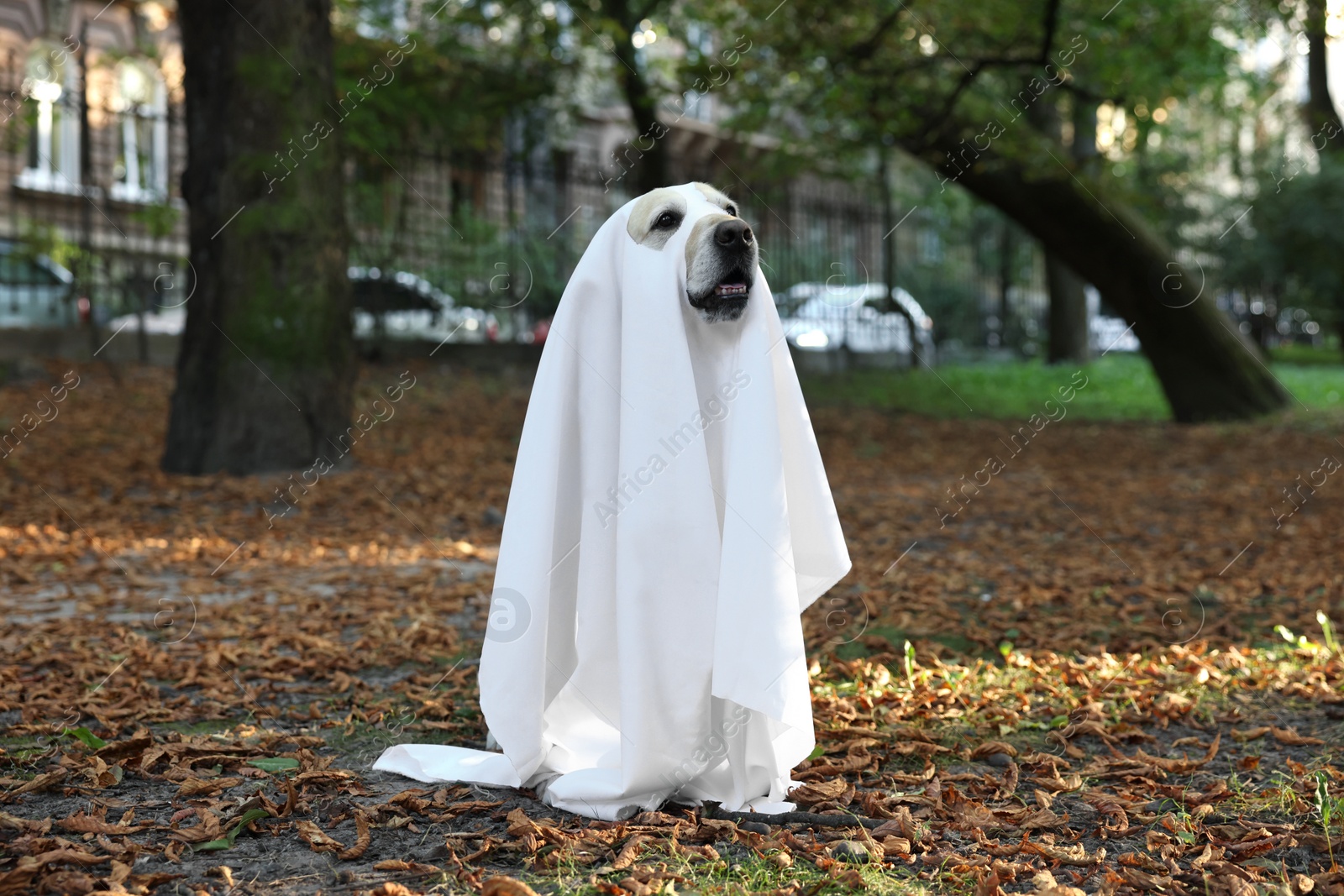 Photo of Cute Labrador Retriever dog wearing ghost costume in autumn park on Halloween