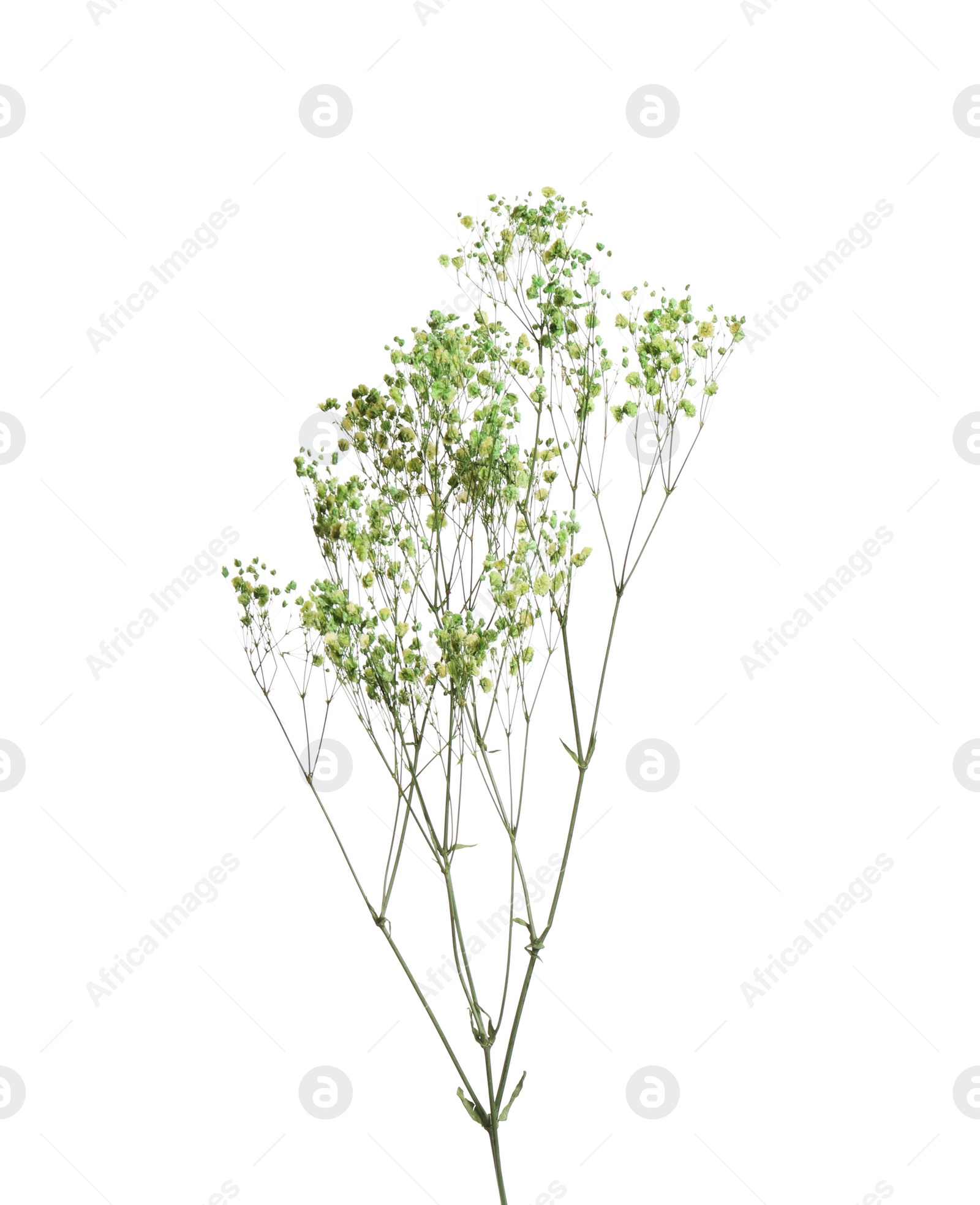 Photo of Beautiful tender dried flowers on white background.