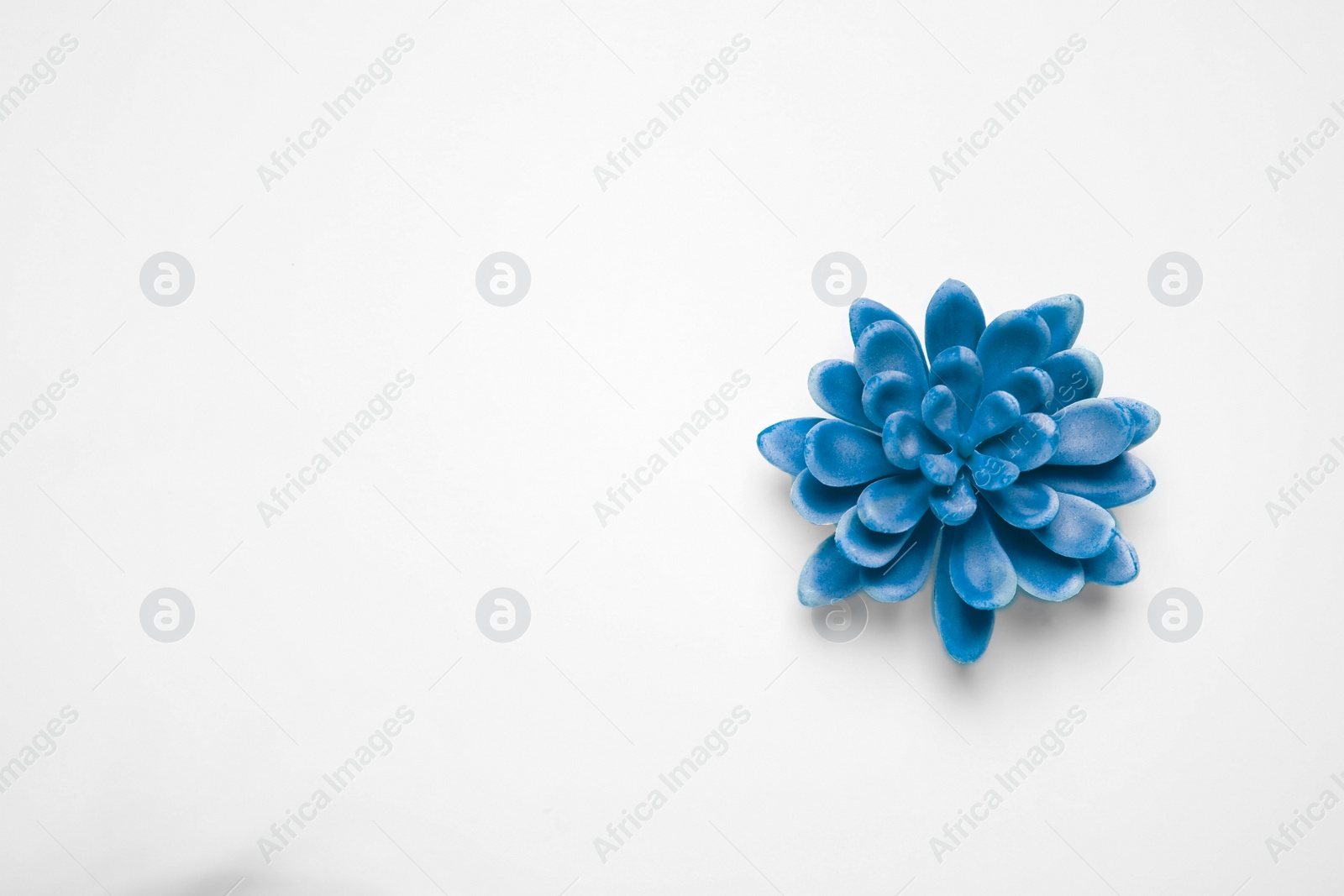 Photo of Decorative succulent on white background, top view