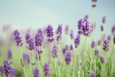 Beautiful blooming lavender growing in field, closeup