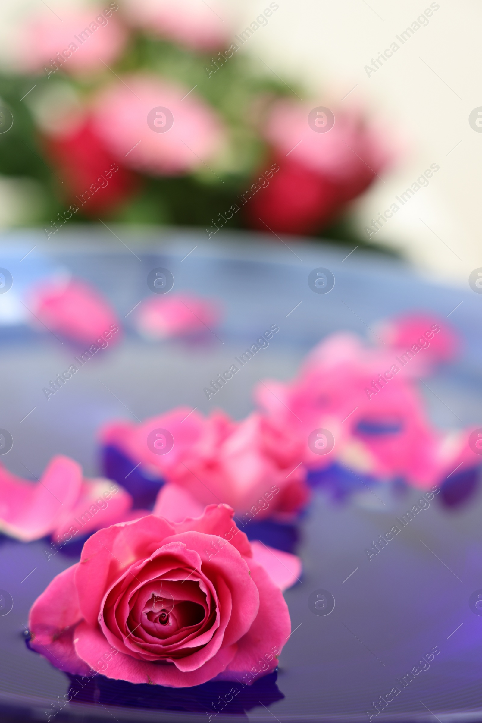 Photo of Pink rose and petals in bowl with water on blurred background, closeup