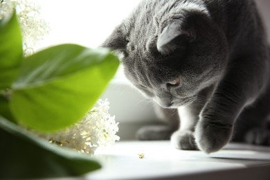 Photo of Beautiful grey British Shorthair cat near white lilac flowers on table, closeup