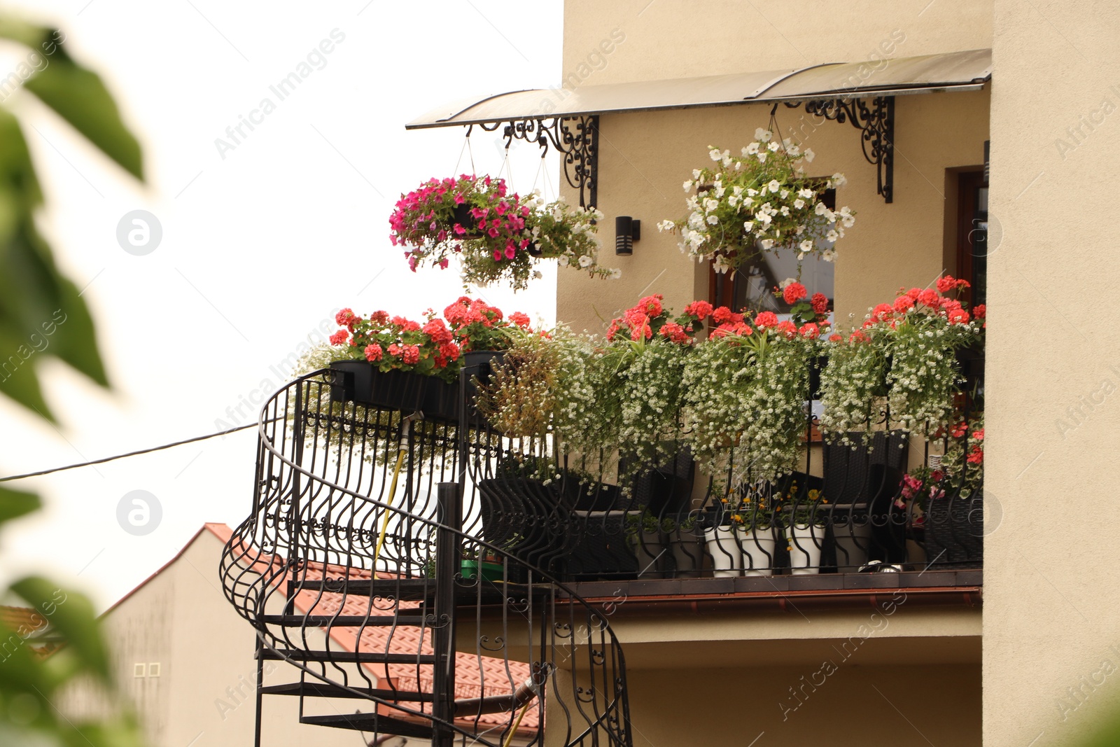 Photo of Balcony decorated with beautiful blooming potted flowers and stairs