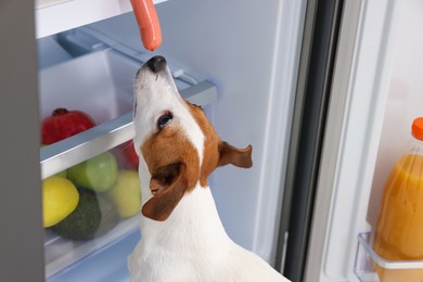 Photo of Beautiful Jack Russell Terrier reaching for sausage in refrigerator