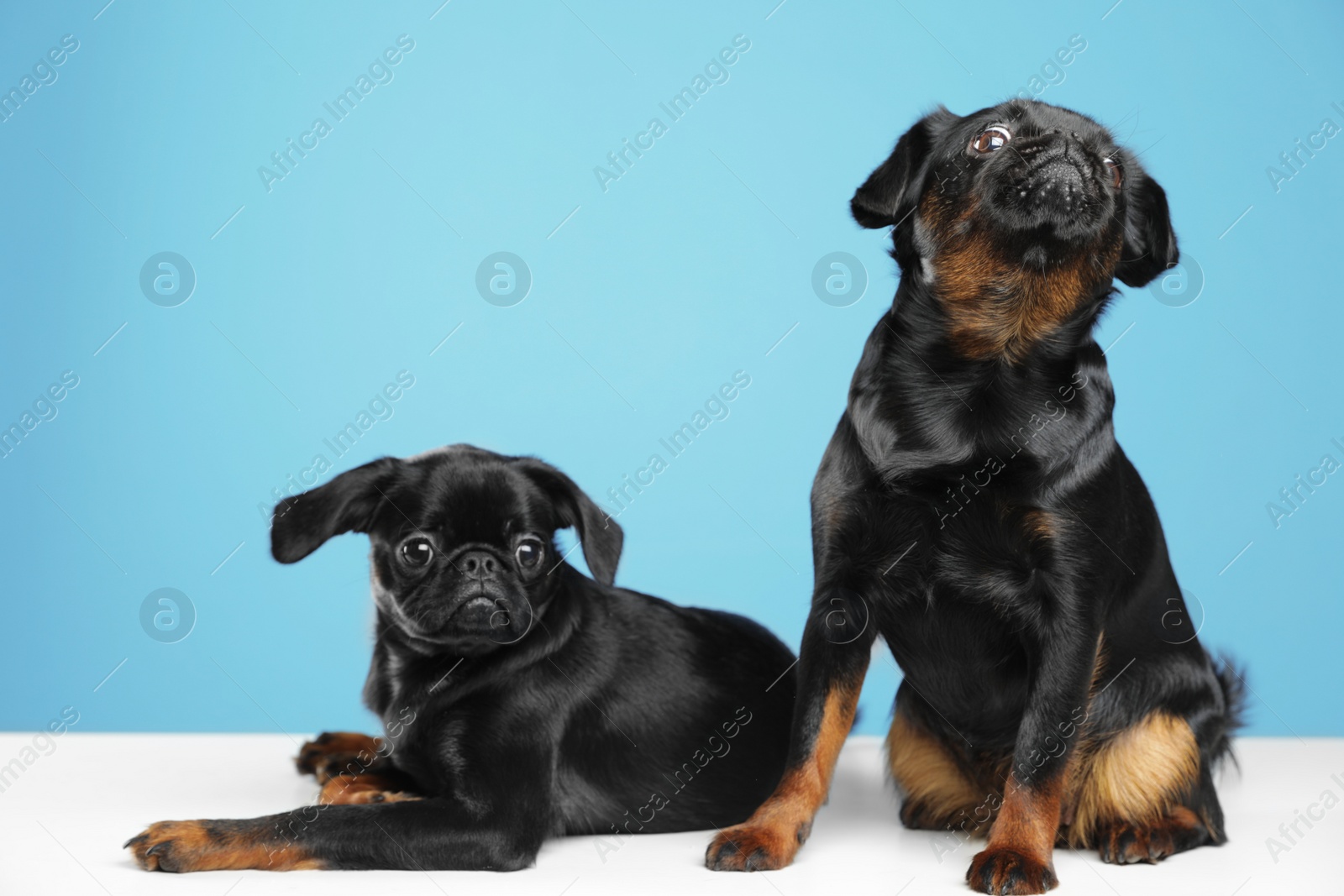 Photo of Adorable black Petit Brabancon dogs on white table against light blue background