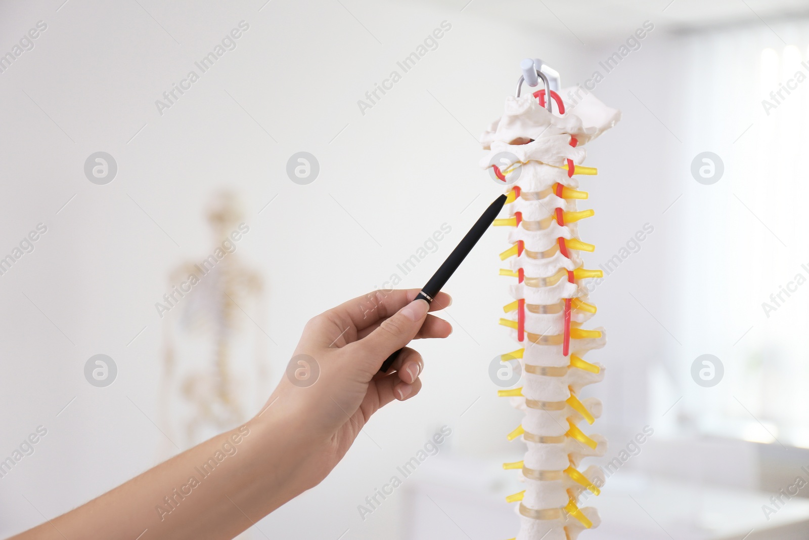 Photo of Orthopedist pointing on human spine model in clinic, closeup