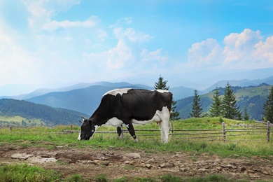 Cow grazing on green meadow in summer