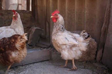 Photo of Many beautiful hens near feeder in yard. Domestic animals