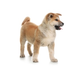 Photo of Adorable Akita Inu puppy on white background