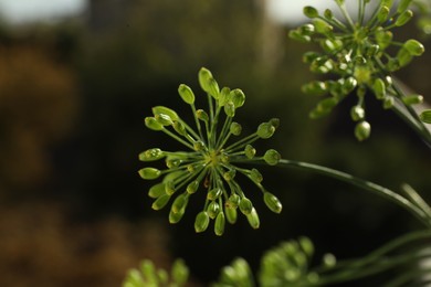 Photo of Fresh green dill flowers on blurred background, closeup. Space for text