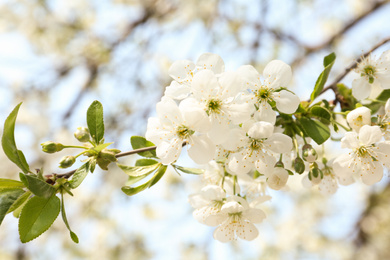 Closeup view of blossoming tree outdoors on sunny spring day