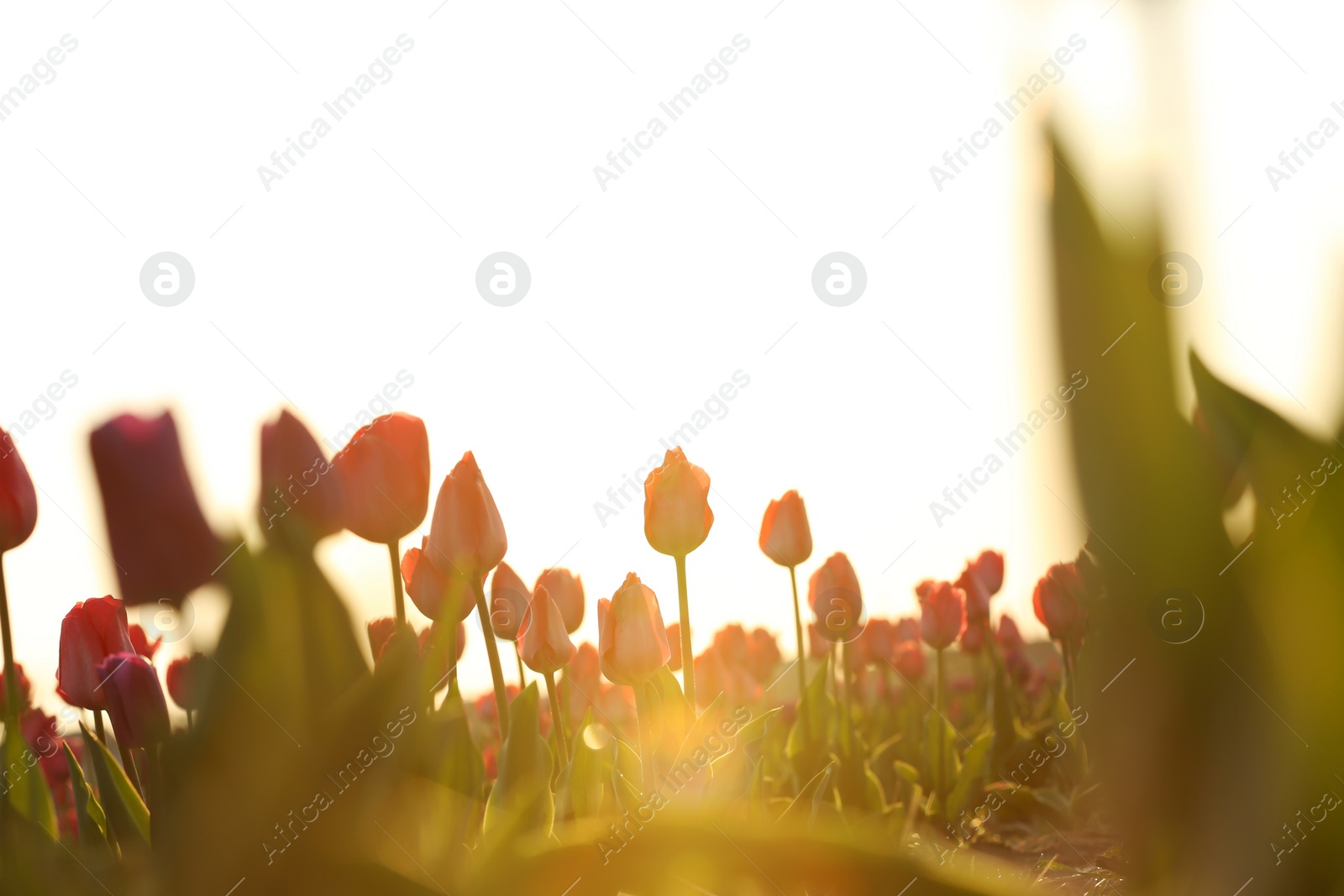 Photo of Field with fresh beautiful tulips. Blooming flowers