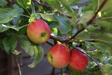 Ripe red apples on tree in garden