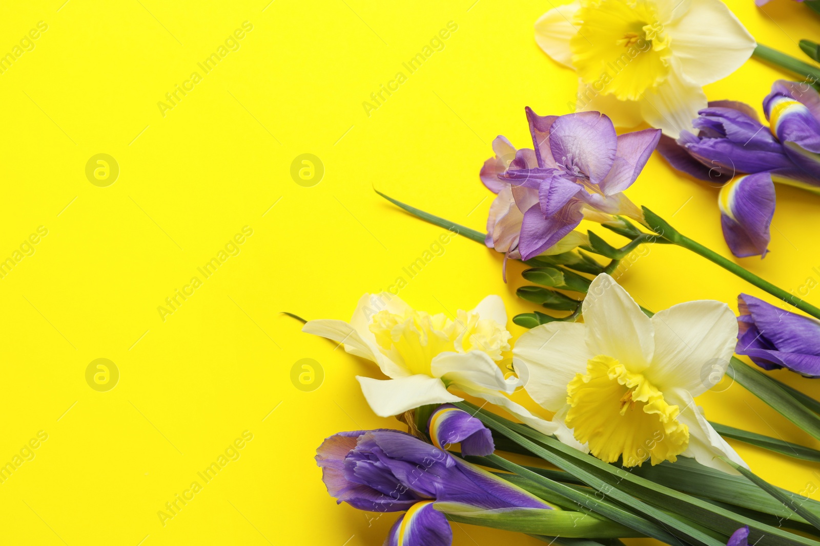 Photo of Beautiful spring flowers on yellow background, closeup. Space for text